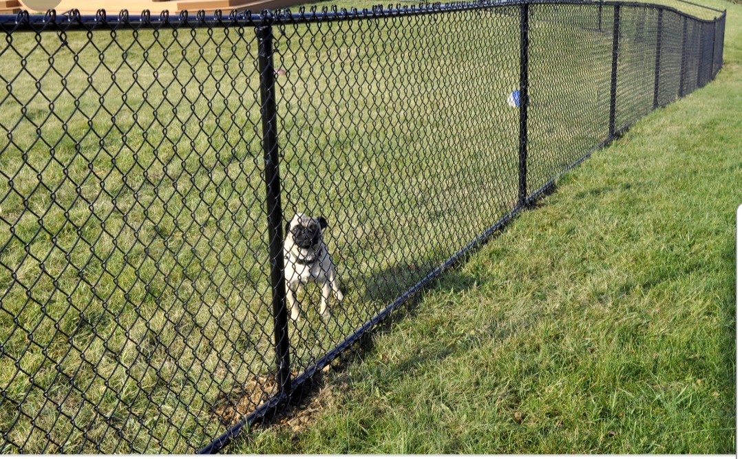 Chain-Link Fences in Weston